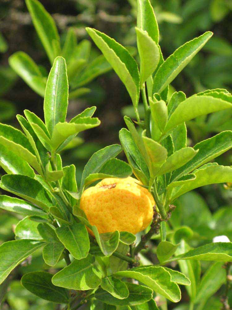              Sun leaves (Riverside, CA)       